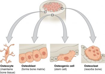 11 4 Structure Of Bone Human Biology