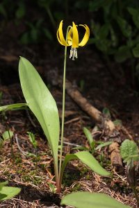 An Avalanche Lily in Bloom. The plant has two wide oval shaped leaves growing from the base of the plant. A single slender stem suspends a yellow flower with six yellow petals. The flower is tilted towards the ground and the anthers and stamen hang below the petals.