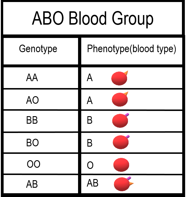 ABO Blood types