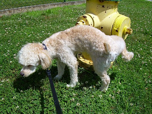 16.5.1 Dog peeing on fire hydrant