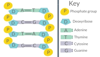 A short section of DNA showing complementary base pairing. Shows alternating deoxyribose and phosphate groups forming the two strands of the backbone of the molecule, and the nitrogenous bases pairing in the middle of the polymer- adenine pairing with thymine, and cytosine pairing with guanine.