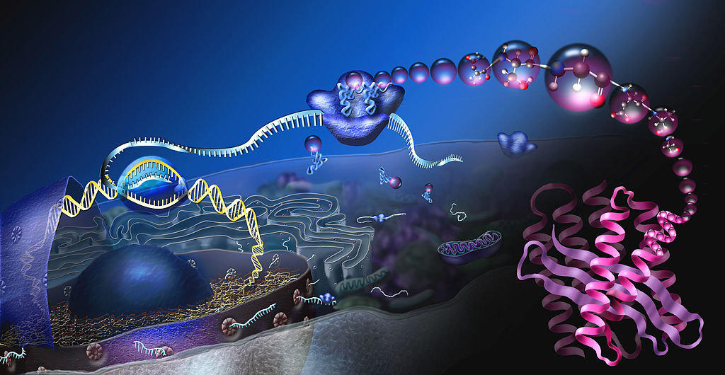 protein synthesis steps diagram