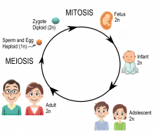 5.12 Sexual Reproduction, Meiosis, and Gametogenesis – Human Biology