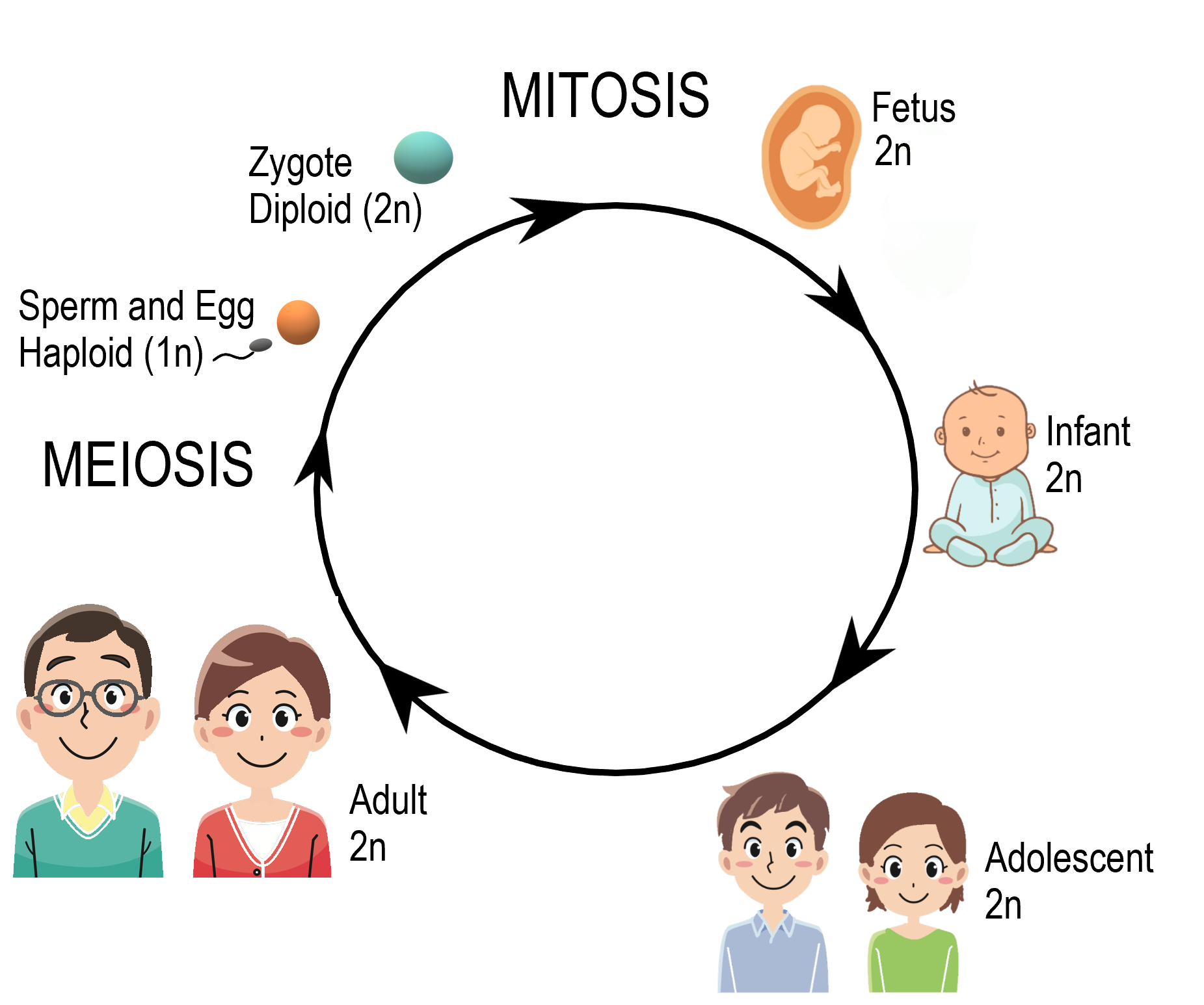 512 Sexual Reproduction Meiosis And Gametogenesis Human Biology 8073