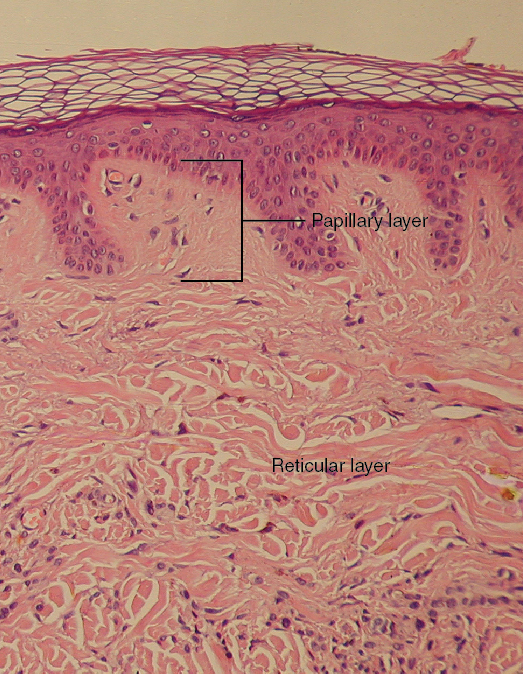 Layers of the Dermis