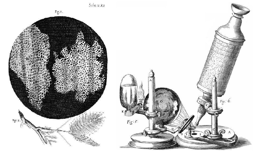 Diagram shows sketches from the lab journal of Robert Hooke. It includes a sketch of cork as it appeared under the microscope, a sketch of the cork tree branch his sample came from, and a sketch of the microscope apparatus he used.