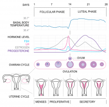 18.8 Menstrual Cycle – Human Biology