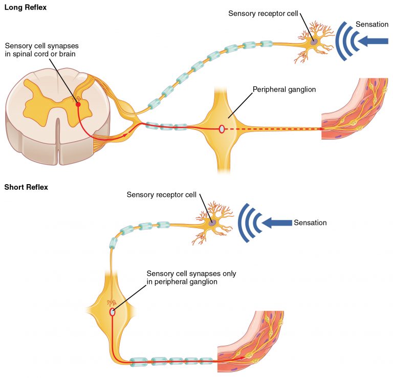 8.5 Central Nervous System – Human Biology