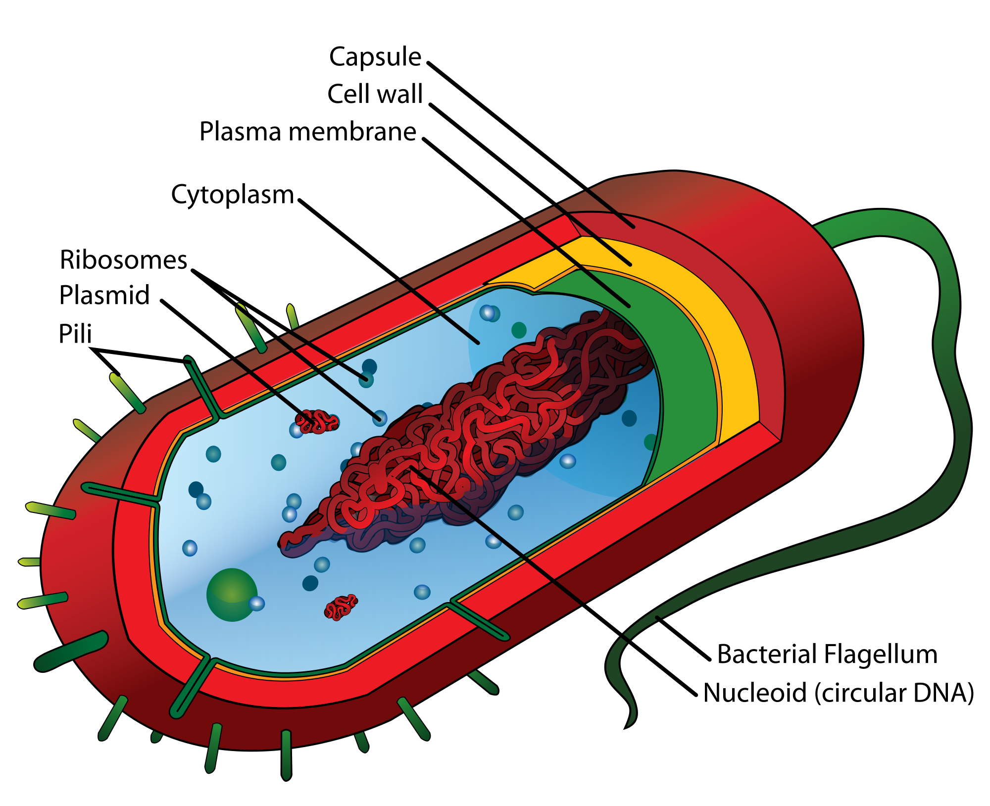 Image shows a diagram of a bacterium. The bacterium is smaller than a typical eukaryotic cell, has fewer organelles and contains no membrane-bound organelles.