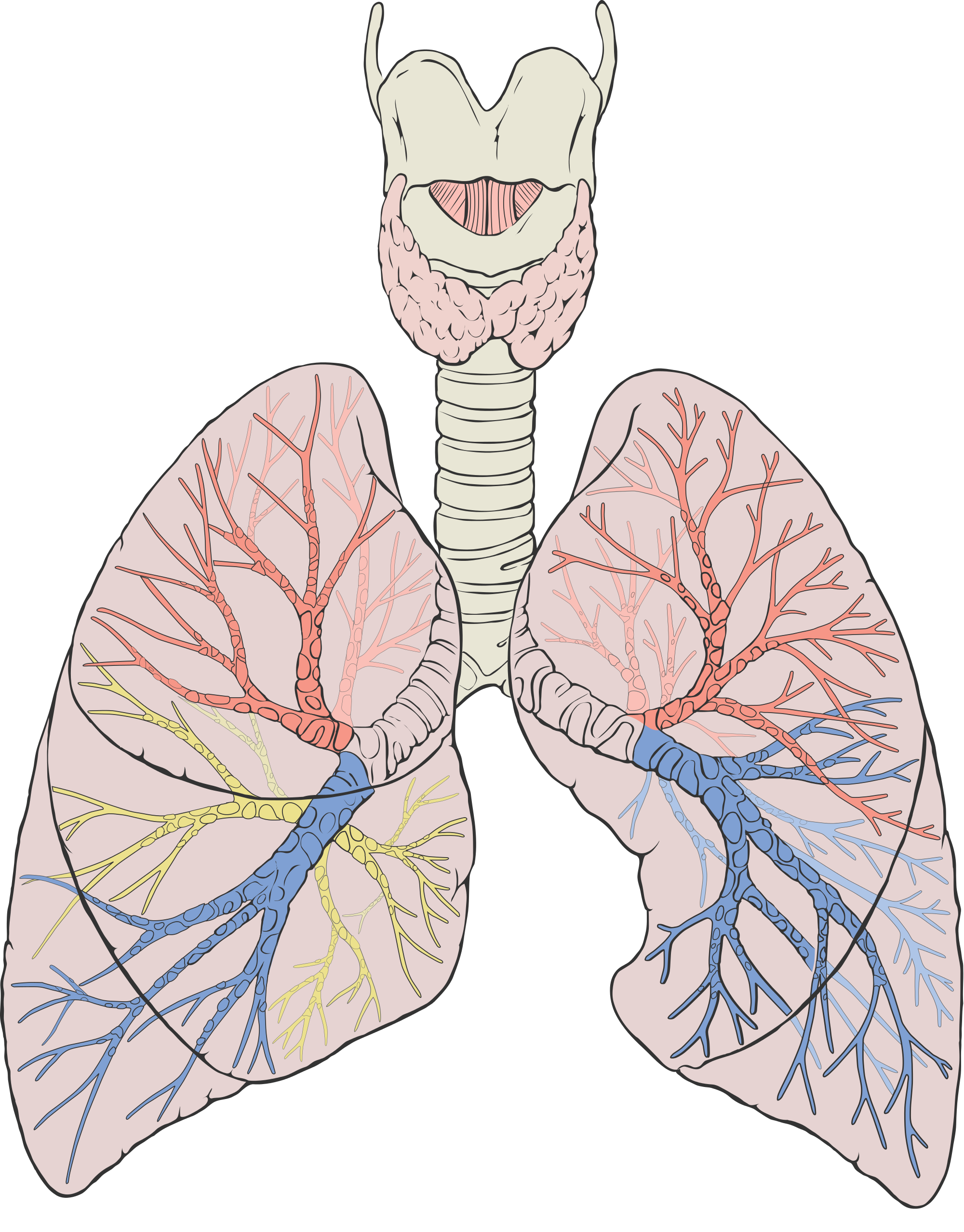 13.2.5 Branching in the lower respiratory tract