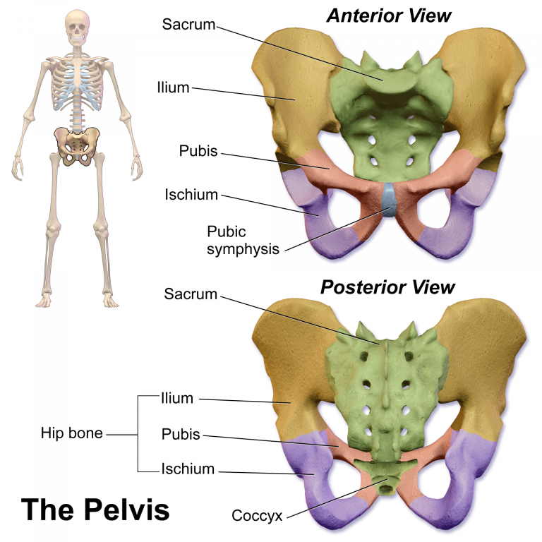 11.3 Divisions of the Skeletal System – Human Biology