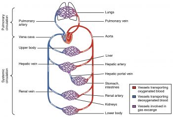 14.2 Introduction to the Cardiovascular System – Human Biology