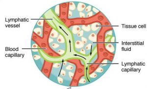 17.3 Lymphatic System – Human Biology