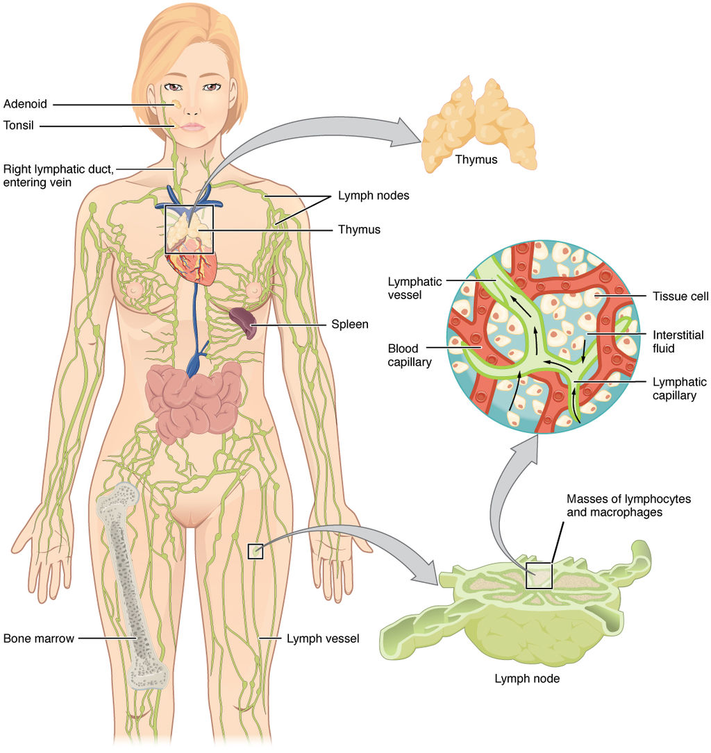 17.2.3 The Lymphatic System