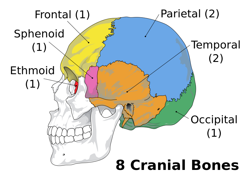 11.3.3 Cranial Bones