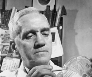 A black and white photo of Alexander Fleming examining bacterial growth on a petri dish.