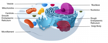 4.3 Variation in Cells – Human Biology