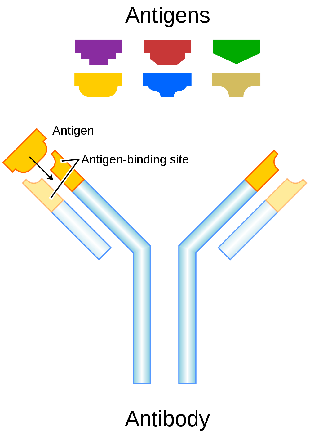 17.5.5 Antibodies match the shape of the antigen