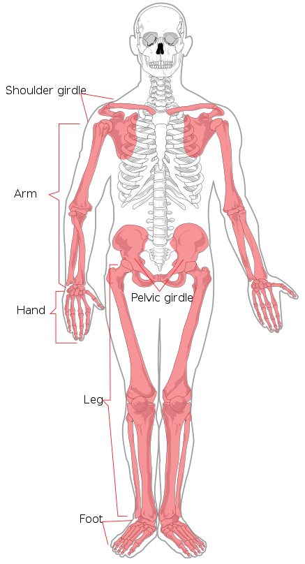11.3.9 Appendicular Skeleton