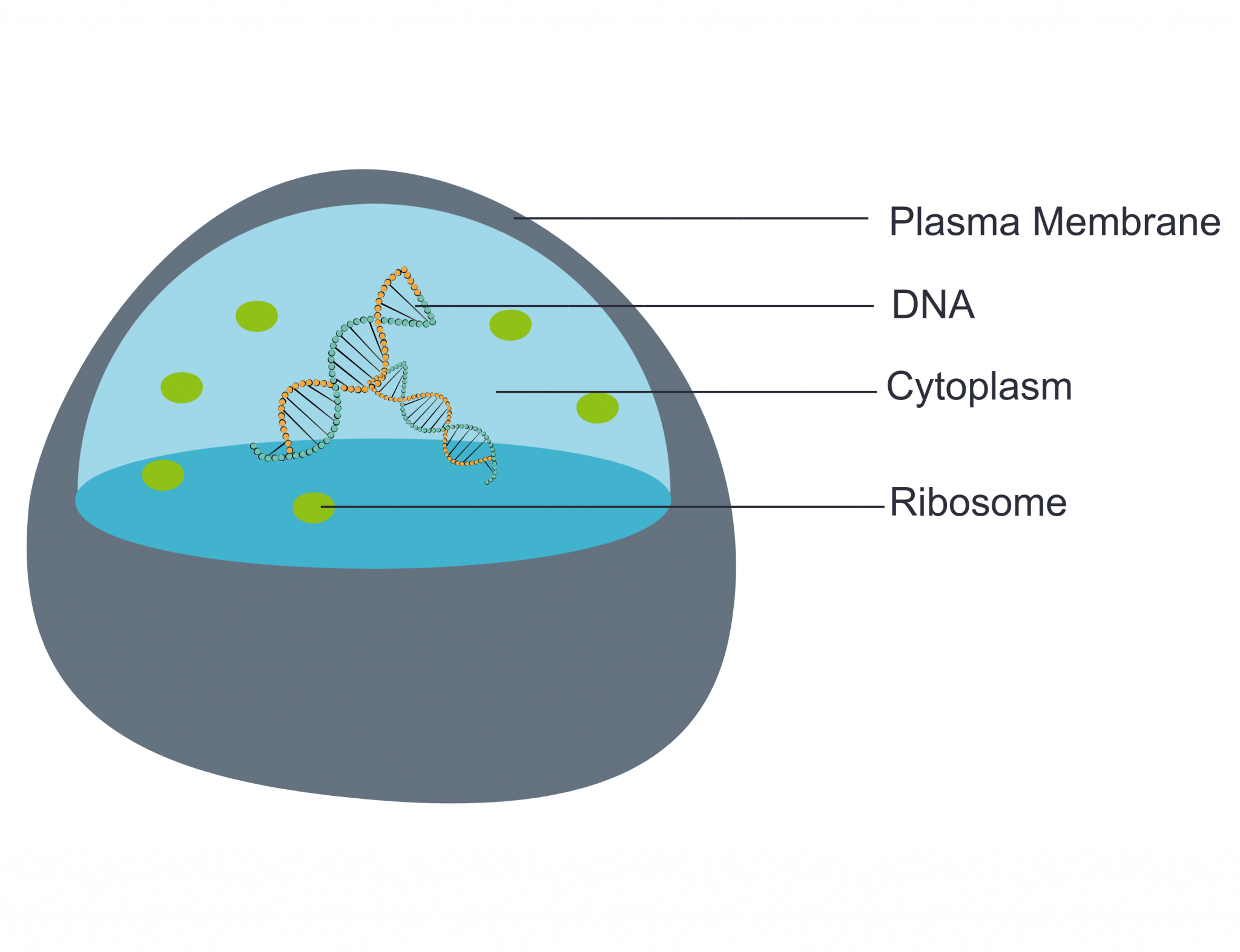 What Is The Cell Cytoplasm Like In Real Life