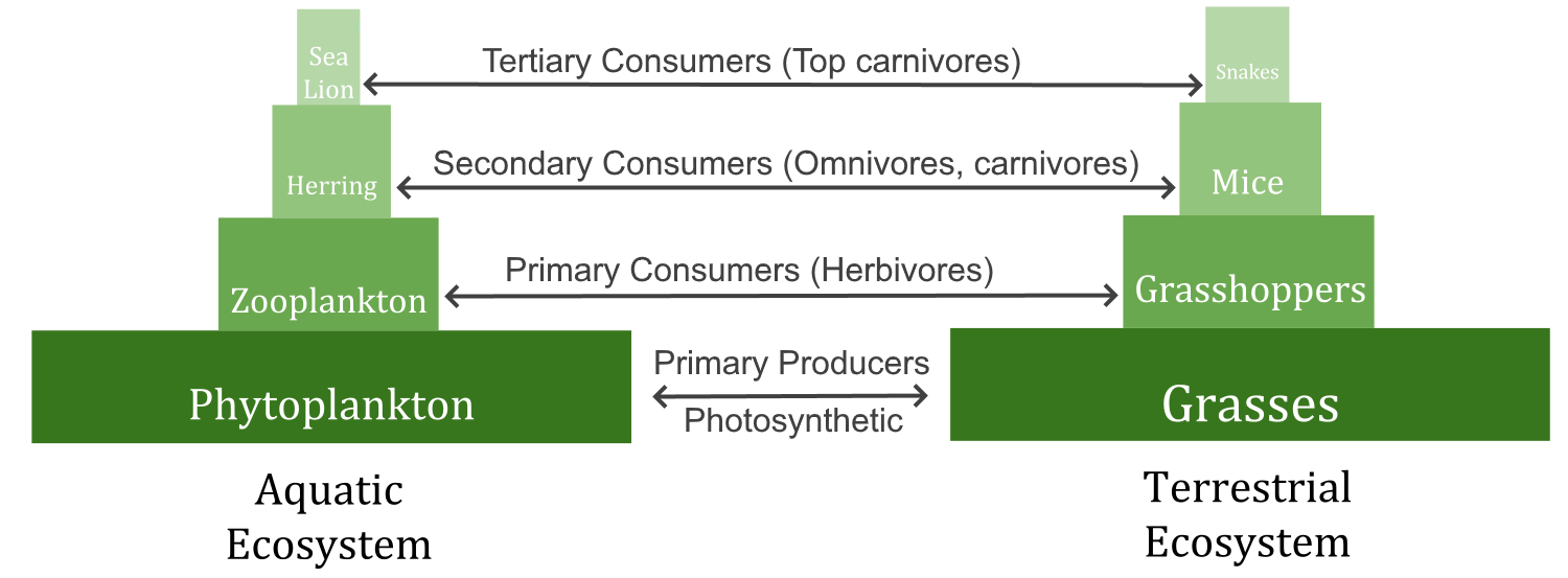 Diagram shows two food pyramids, each with trophic levels labelled.