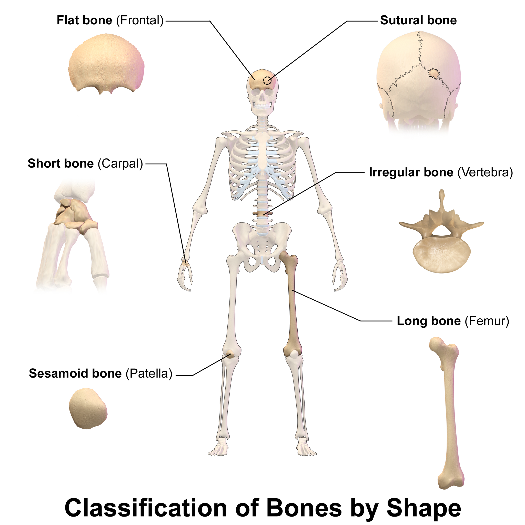 11.4.7 Bone Types of the Body