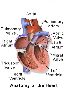 14.2 Introduction To The Cardiovascular System – Human Biology