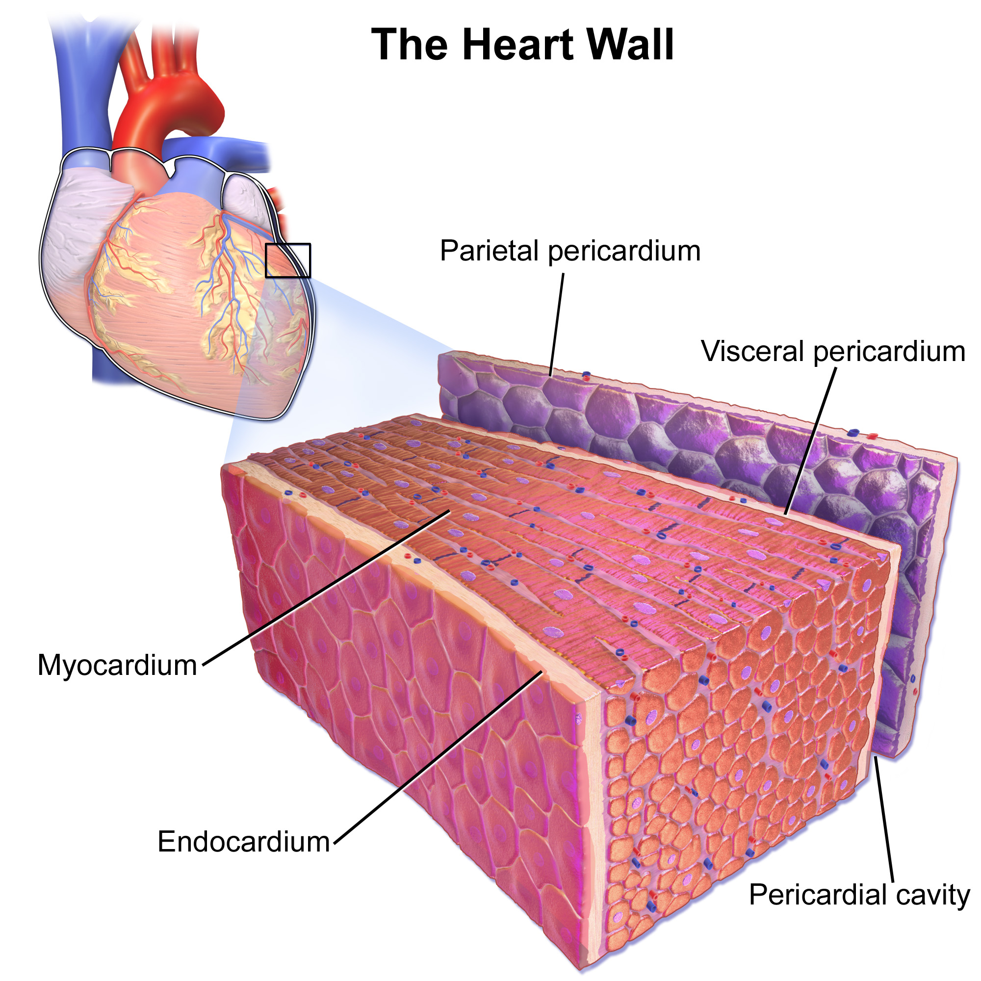 14.3.2 Layers of the Heart Wall