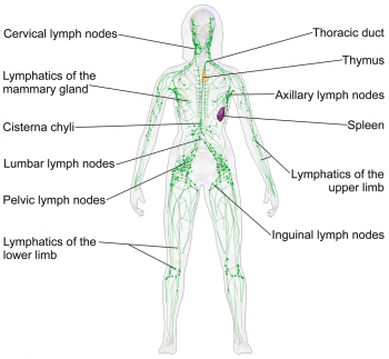 17.3 Lymphatic System – Human Biology