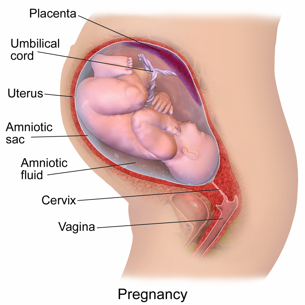 nutrition-in-pregnancy-and-lactation-nutrition-science-and-everyday