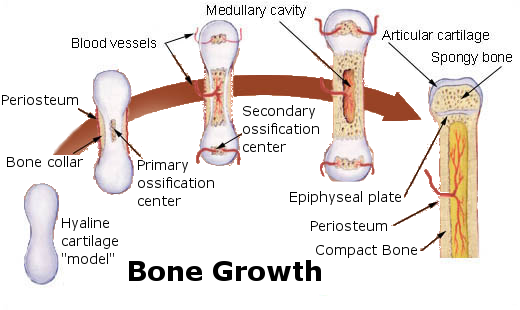 11.5.2 Bone Growth