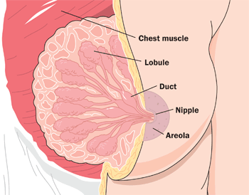 18.7.8 Breast Diagram