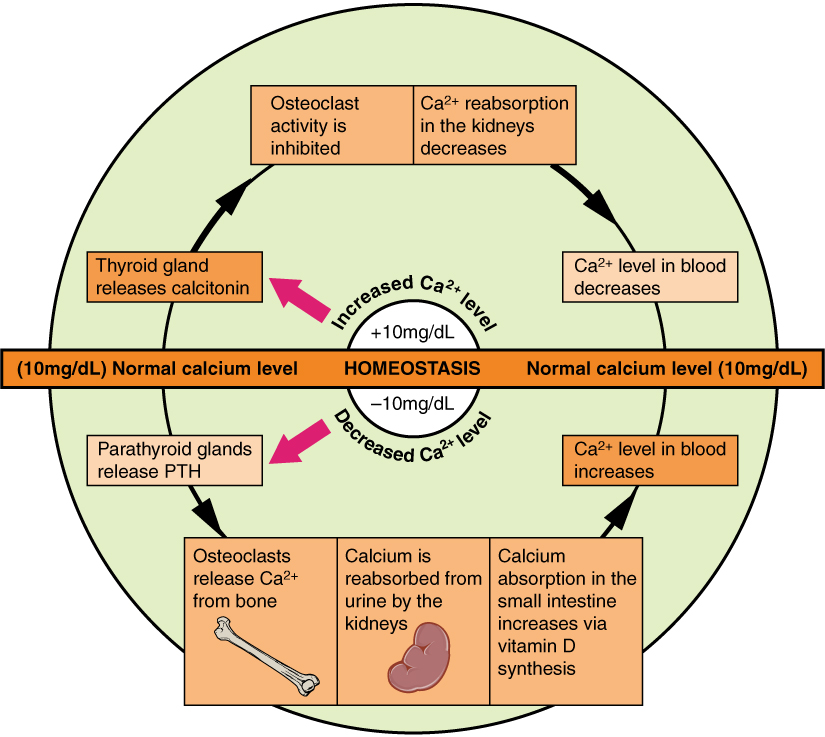 11.5.3 Calcium Homeostasis