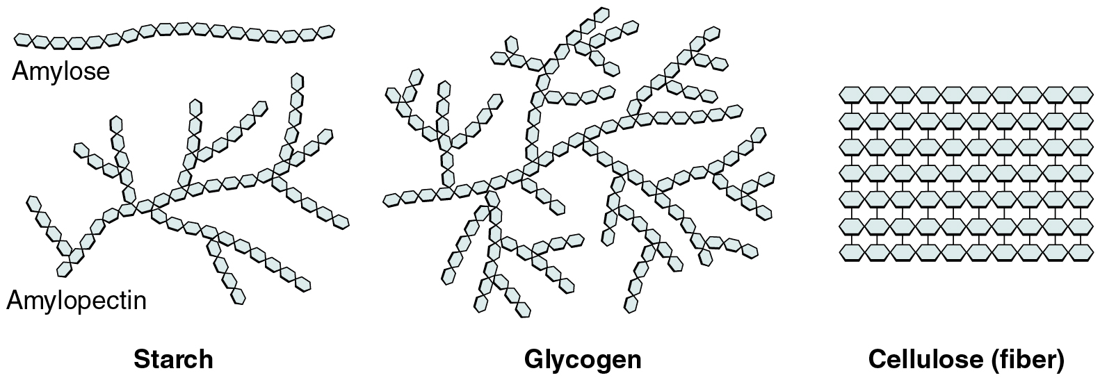 Image shows molecules of starch, glycogen and cellulose.