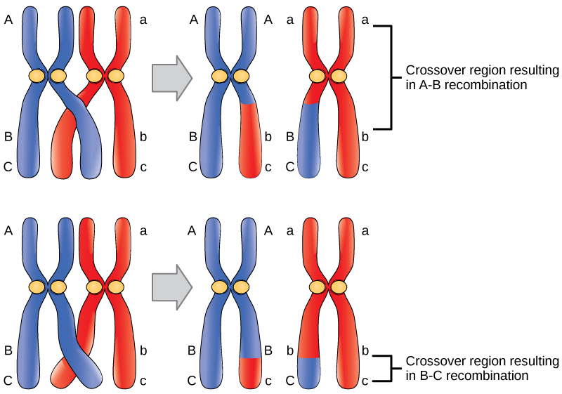 Image shows the process of crossing over as it occurs in Meiosis I