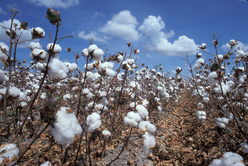 Image shows a field of ripe cotton. Waist height dried out brownish plants have white balls of cotton growing from where the flowers once were.