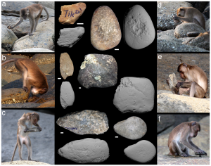 Several pictures of Crab Eating Macaques using stones as tools to help them obtain food by crushing the shells of crabs.
