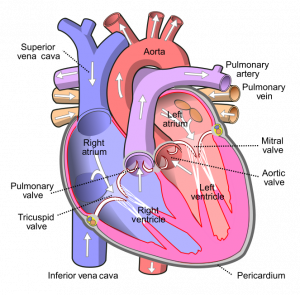 14.3 Heart – Human Biology