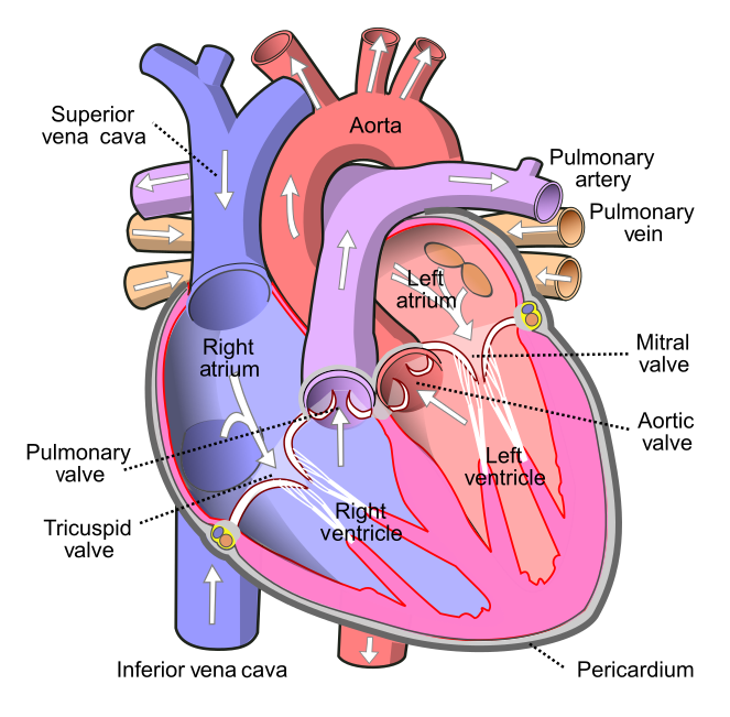 Figure 14.3.3 Anatomy of the Heart