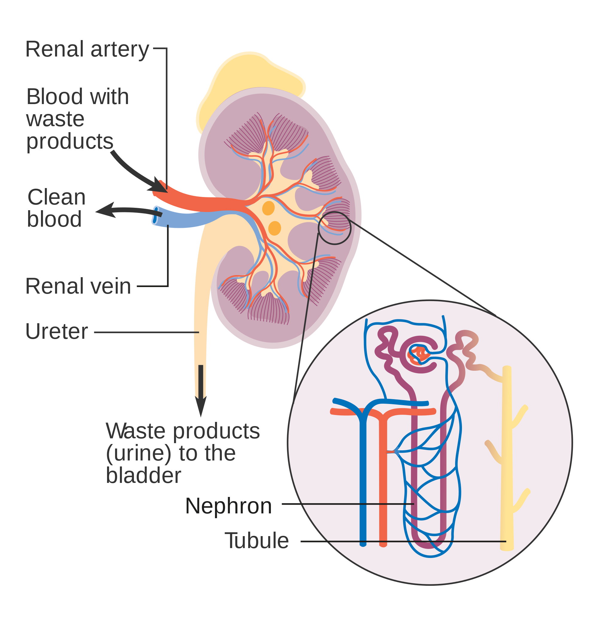 16.4.4 Kidney and Nephron