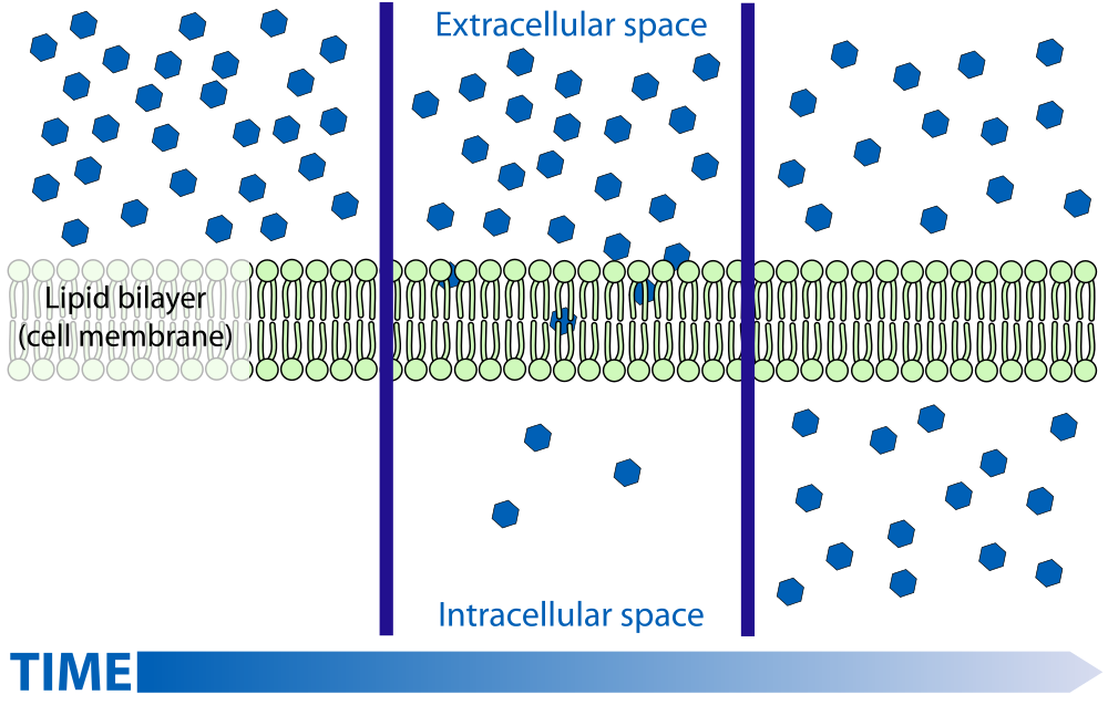 Image shows a diagram of the process of diffusion over time. The diagram shows three stages in time. In the first, all solutes are on one side of the plasma membrane. In the second stage, some of the solute has diffused through the plasma membrane, but there is still more on the first side. In the last stage, the molecules have diffused completely so that there are equal amounts on either side of the plasma membrane.