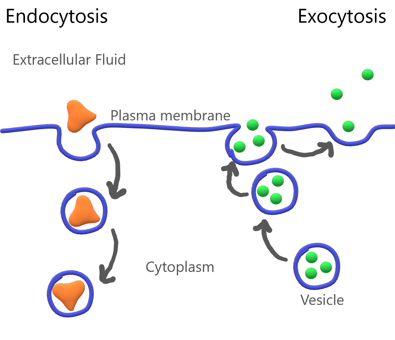 Image shows a diagram of both endocytosis and exocytosis. On the left side of the diagram, and large particle is being brought into the cell by creating a pocket of plasma membrane around the particle. This pocket deepens and eventually pinches off from the rest of the membrane, forming a vesicle containing the particle. This process is called endocytosis. On the right side of the diagram, a vesicle containing substances for export out of the cell are contained in a vesicle. The vesicle travels to the cell membrane and the vesicular membrane fuses with the cell membrane, releasing the contents of the vesicle outside of the cell.