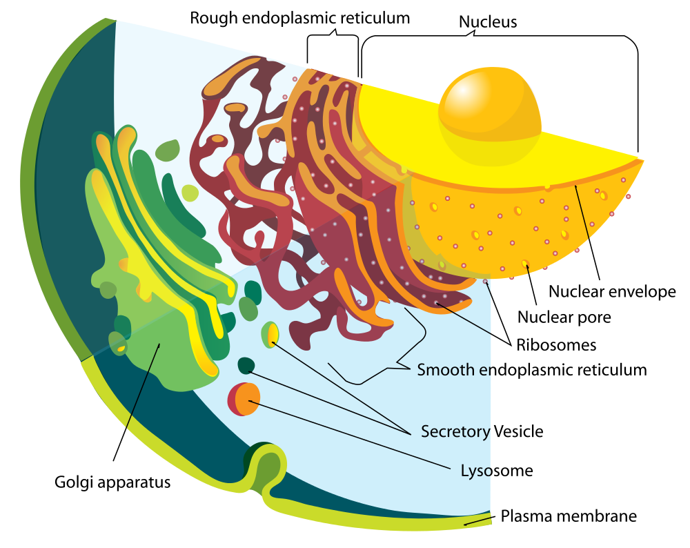 Image shows a diagram of the organelles included in the endomembrane system, inclduing: nuclear envelope, rough ER, smooth ER, golgi body, cell membrane, and vesicles.