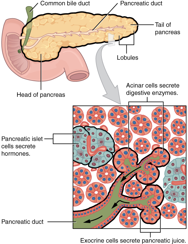 Pancreas: Endocrine and Exocrine Gland