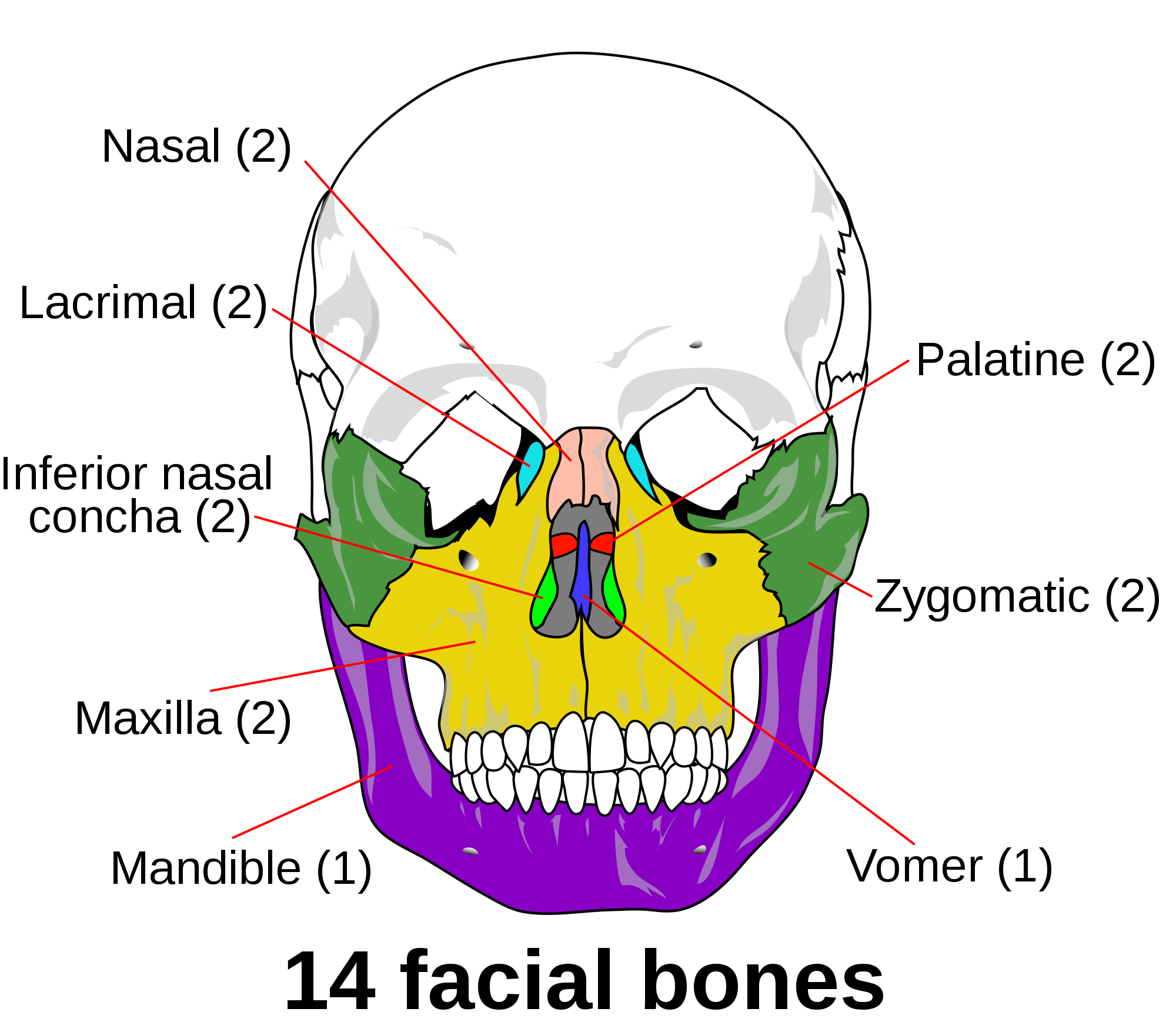 11.3.4 Facial Bones