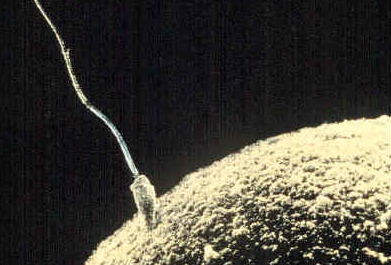 Image shows a sperm fertilizing an egg.
