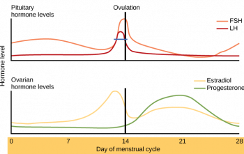 18.8 Menstrual Cycle – Human Biology