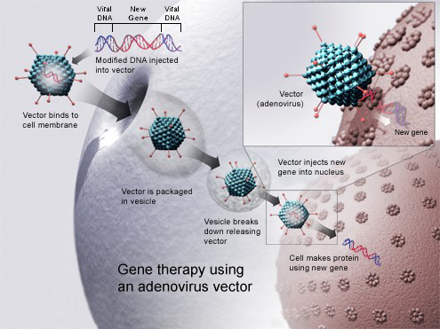 Image shows how adenoviruses are used in gene therapy.