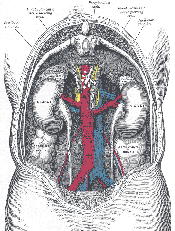 16.4.2 Classic Kidney Illustration from Gray's Anatomy