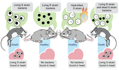 Diagram showing the results of Griffith's experiments with mice exposed to R-strain and S-strain viruses.
